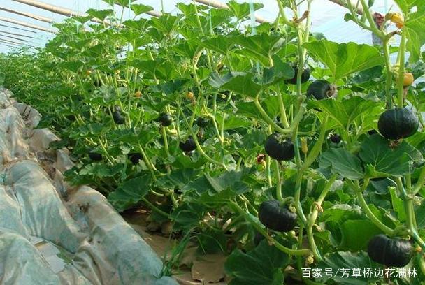 南瓜怎么种植啊(南瓜怎样种植与管理视频教程)