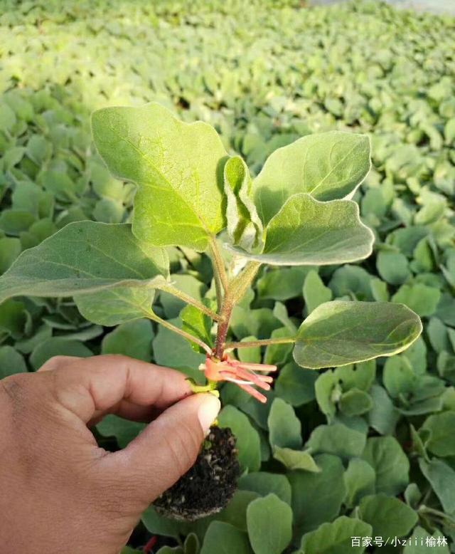 茄子种怎样育苗(茄子怎样育苗出的快)