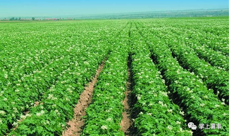 中国土豆种植面积(中国土豆种植面积2022年)