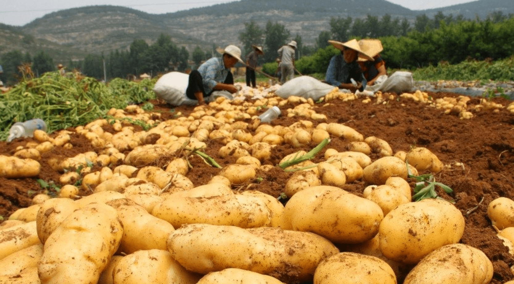 中国土豆种植面积(中国土豆种植面积2022年)