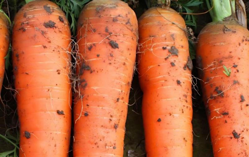 胡萝卜怎么除草的简单介绍
