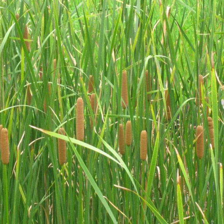 香蒲种植(香蒲种植成本和利润)