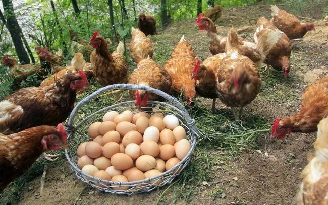 养殖蛋鸡的养殖技术(养殖蛋鸡一般要注意一些什么问题呢?)