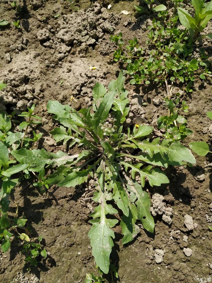 野荠菜的功效与作用图片(马齿苋治痔疮永不复发土方法)