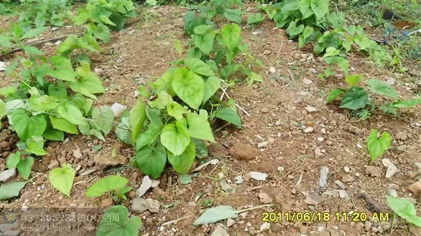 淮山如何种植才高产(淮山如何种植才高产呢)