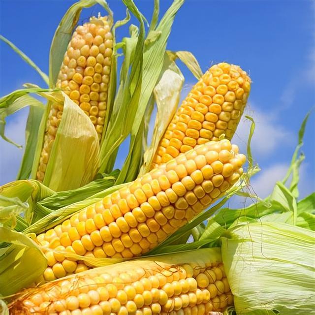 种植转基因玉米是否违法(种植转基因玉米是否违法行为)