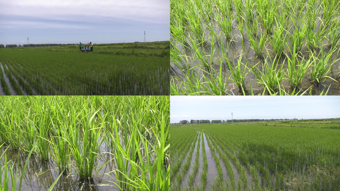 东北地区种植水稻的气候原因(东北三省种植水稻的主要自然原因)