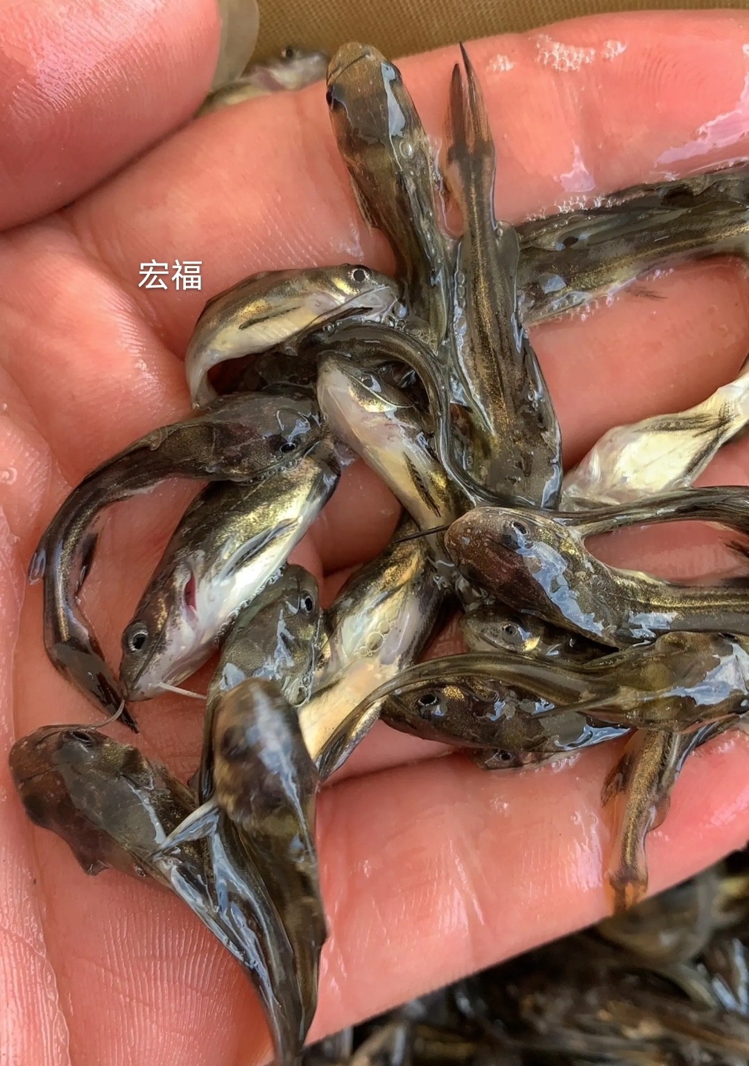 黄辣丁养殖技术周期(黄辣丁养殖周期是多久)