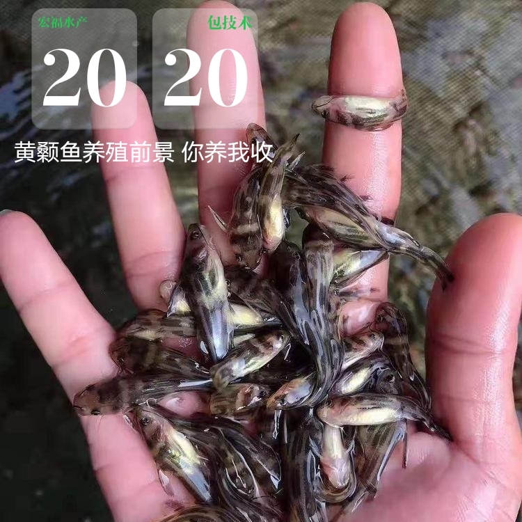 黄辣丁养殖技术周期(黄辣丁养殖周期是多久)