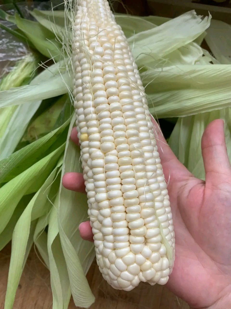 转基因玉米分辨(转基因玉米怎么分辨,转基因玉米鉴别图片)
