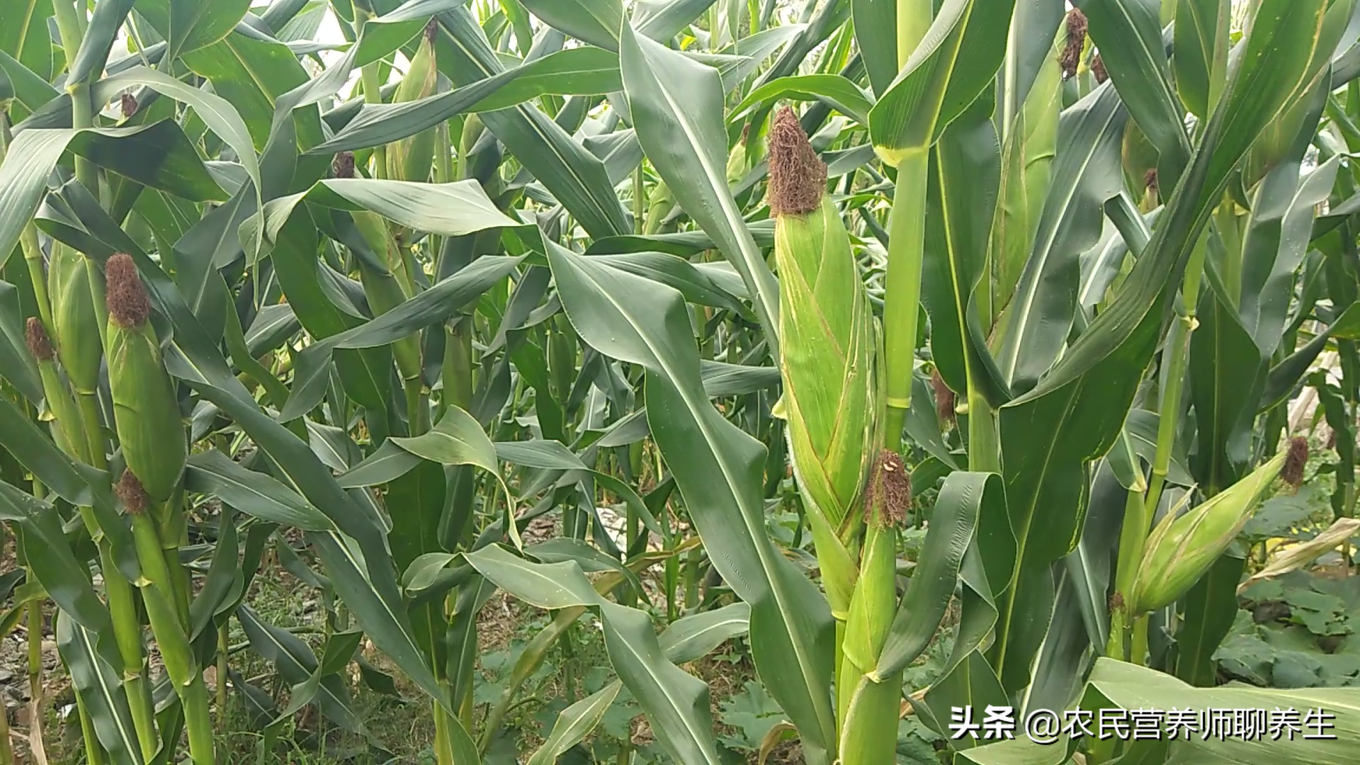 玉米根药用价值(玉米根的功效与作用及食用方法)