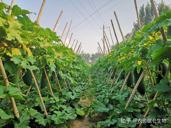 如何种冬瓜高产(怎么种冬瓜才能结得多)