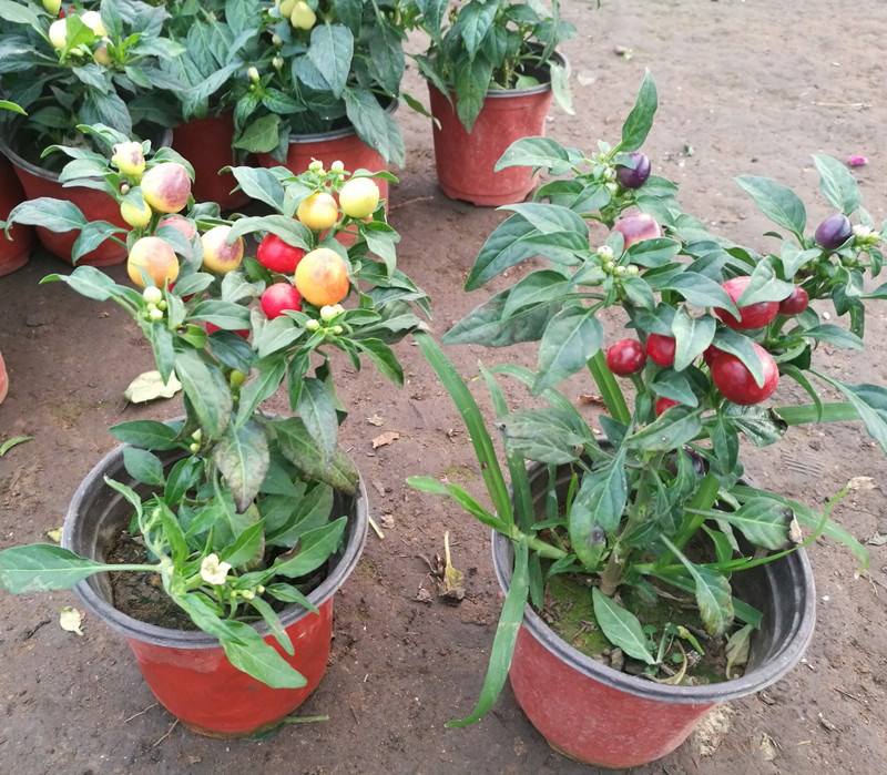 盆栽彩椒种植怎么养(盆栽彩椒种植怎么养殖)