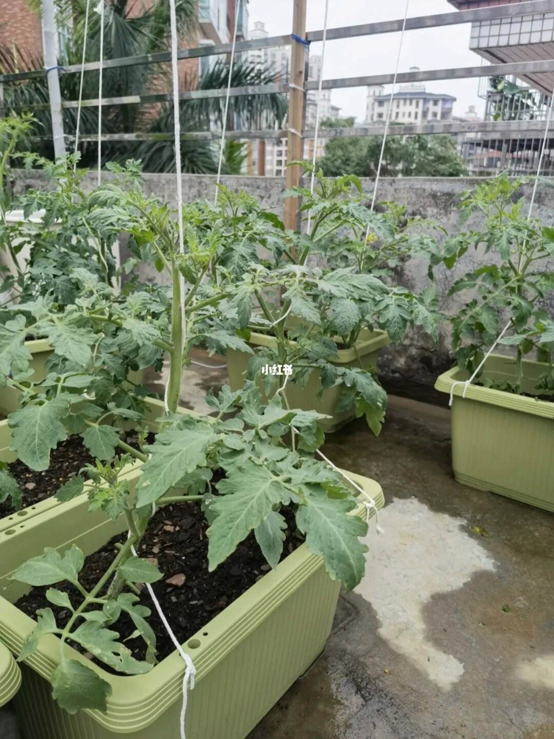 阳台种番茄的方法和步骤(阳台种番茄的方法和步骤图)