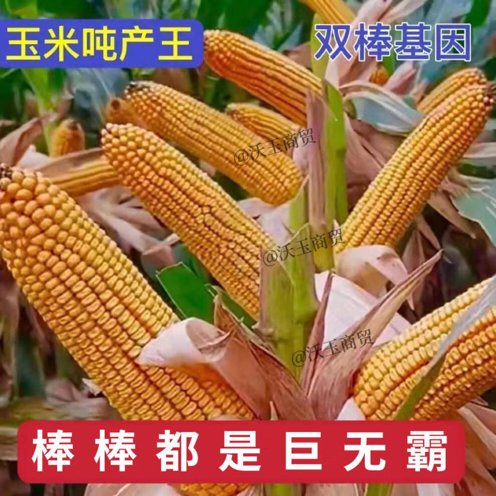 东单181玉米品种怎么样(东单181玉米种多少钱一袋)