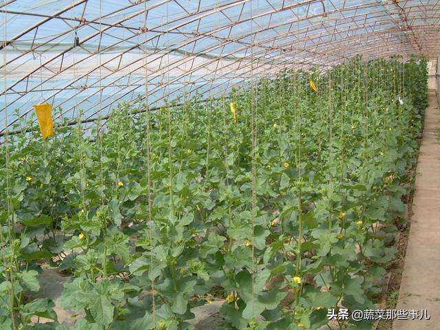 甜瓜怎样种植与管理(甜瓜的种植技术和管理)