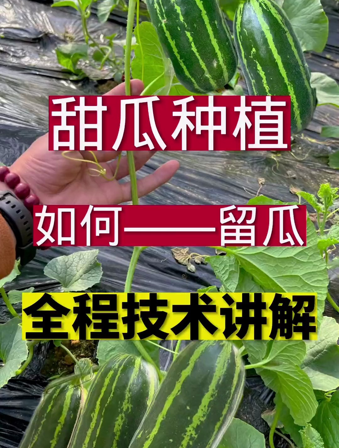 甜瓜怎样种植与管理(甜瓜的种植技术和管理)