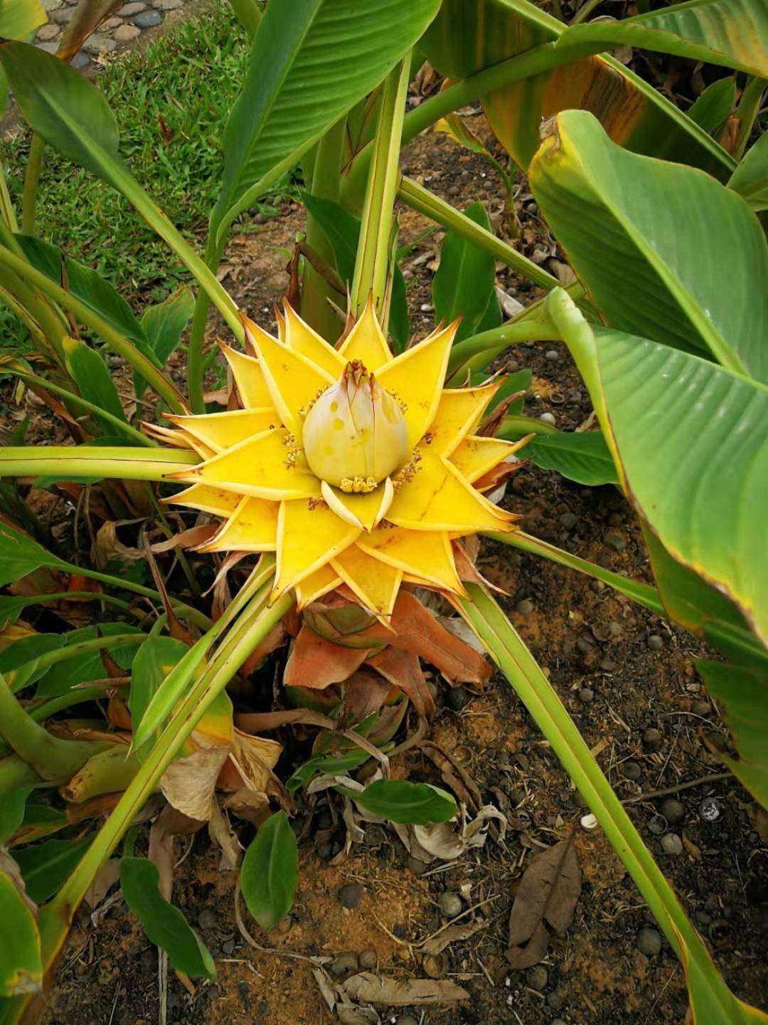 地涌金莲的种植方法(地涌金莲怎么养才开花)