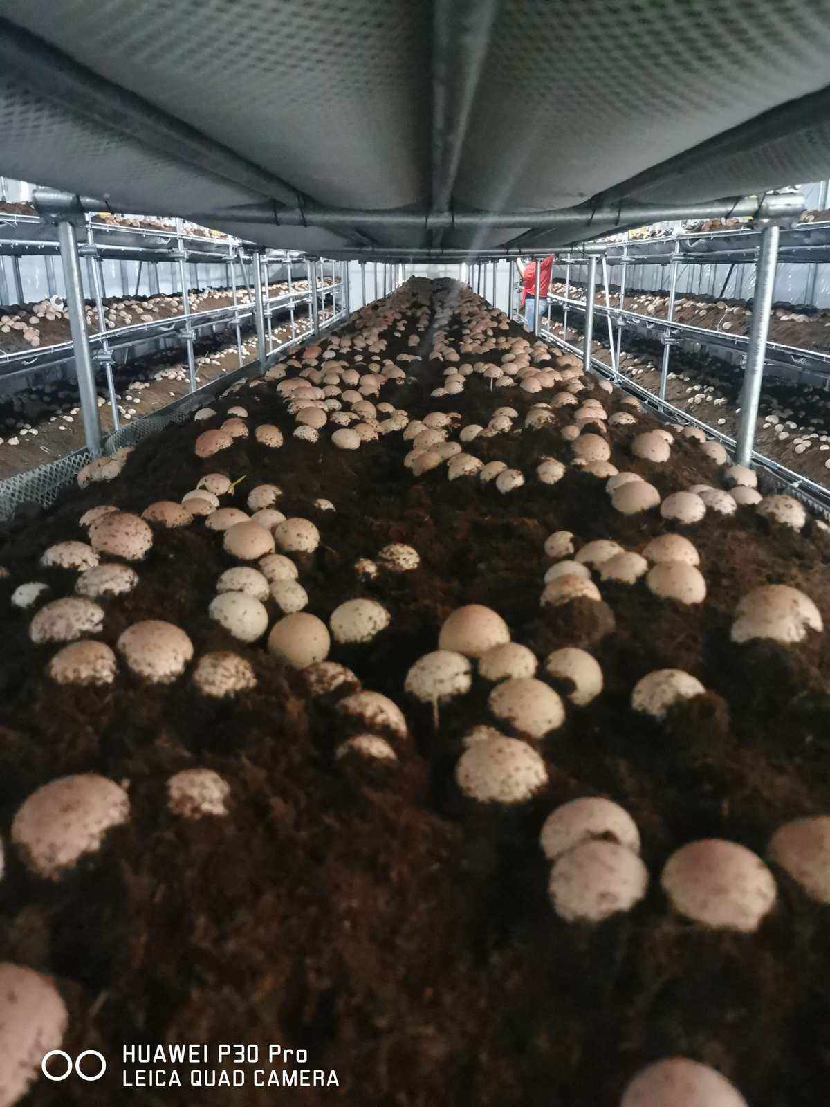 黑皮鸡枞菌栽培技术大棚种植法(黑皮鸡枞菌栽培技术大棚种植法图解)