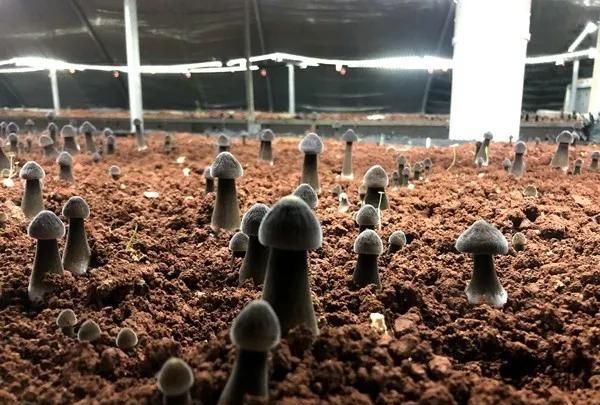 黑皮鸡枞菌栽培技术大棚种植法(黑皮鸡枞菌栽培技术大棚种植法图解)