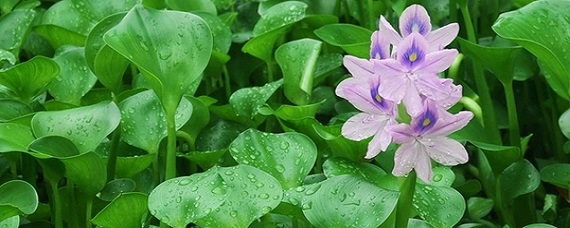 水葫芦的养殖方法(水葫芦的养殖方法视频)