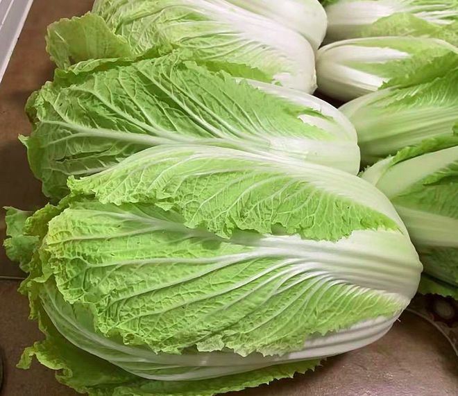 过冬白菜什么时间种(过冬白菜什么时候收割最好)