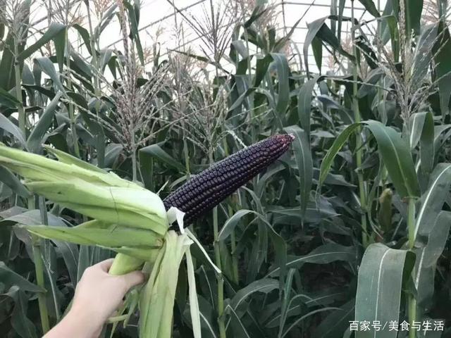 黑玉米种植方法(黑玉米种植方法视频)