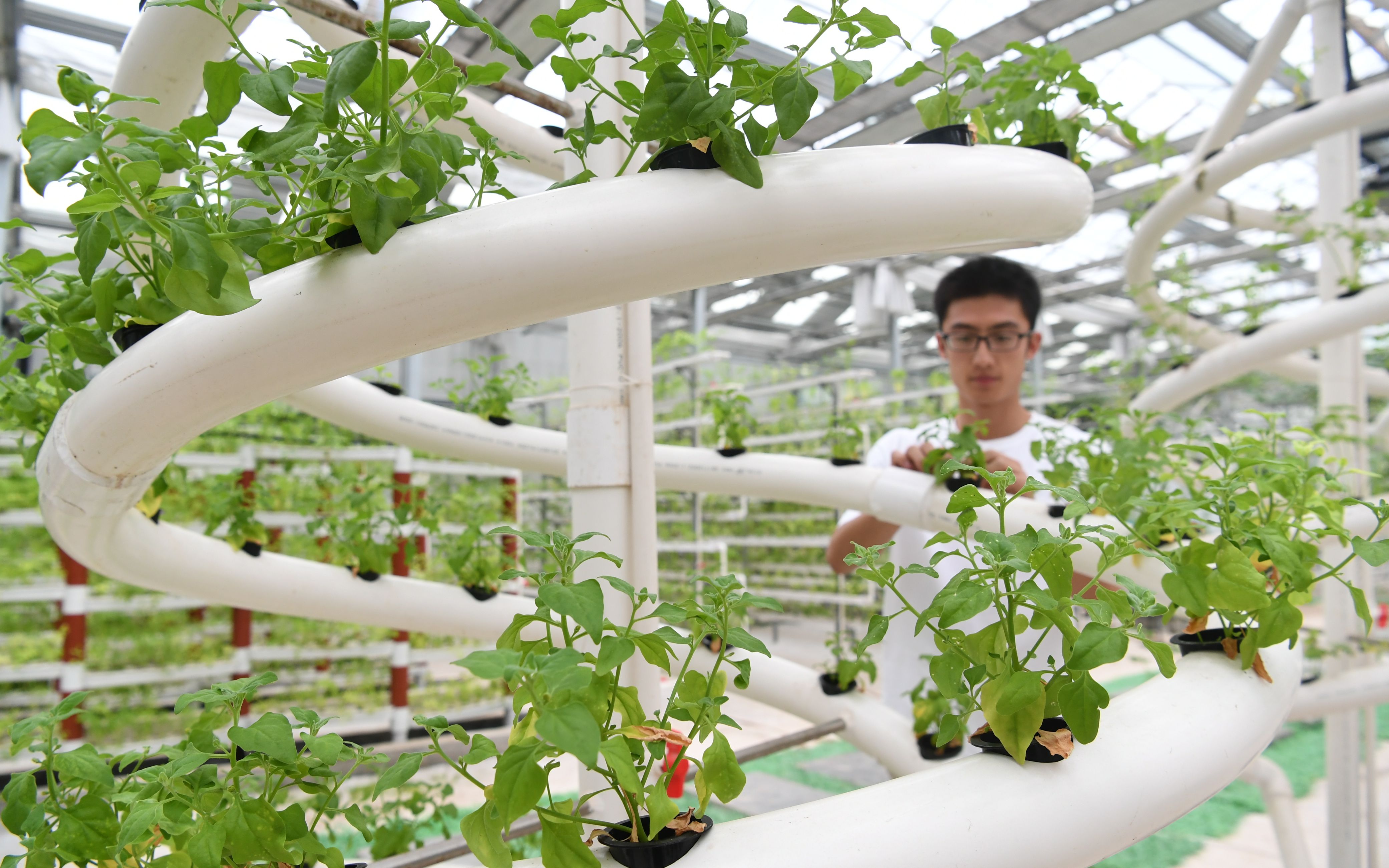 工厂化育苗(工厂化育苗需要哪些育苗设备)
