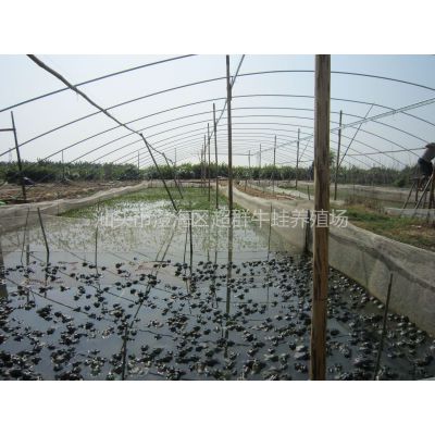 牛蛙水产养殖网(牛蛙价格水产养殖网)