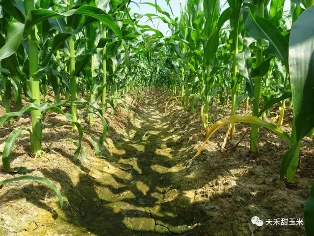 玉米种植全过程(玉米种植全过程视频)