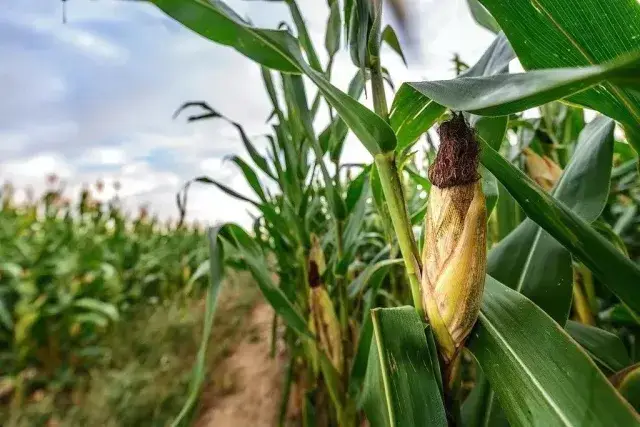 玉米种植全过程(玉米种植全过程视频)