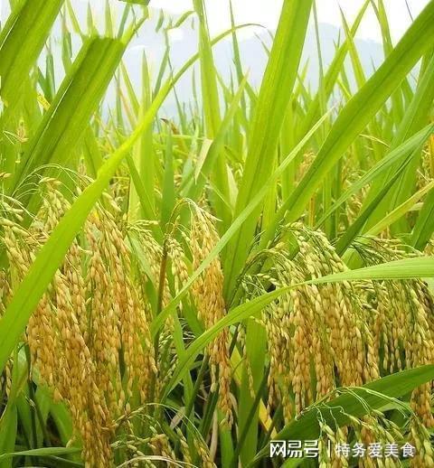 水稻种子一亩地多少斤(水稻种子一亩地多少斤合适)