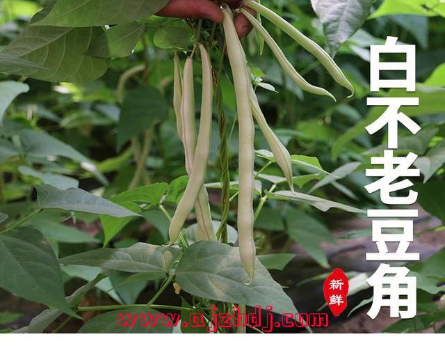 北方扁豆几月份种植(北方扁豆角什么时候种)