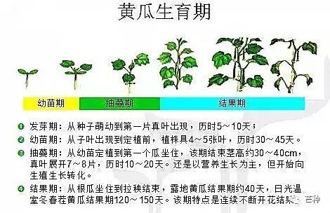 黄瓜种几天发芽(黄瓜种多少天发芽)