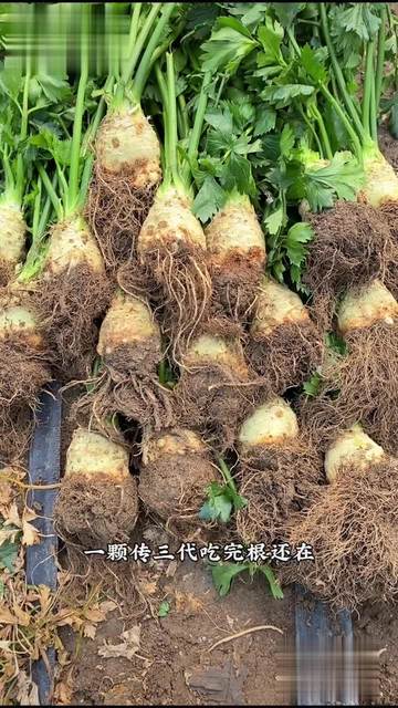 芹菜根怎么种植方法(芹菜根怎么种植方法和技术)