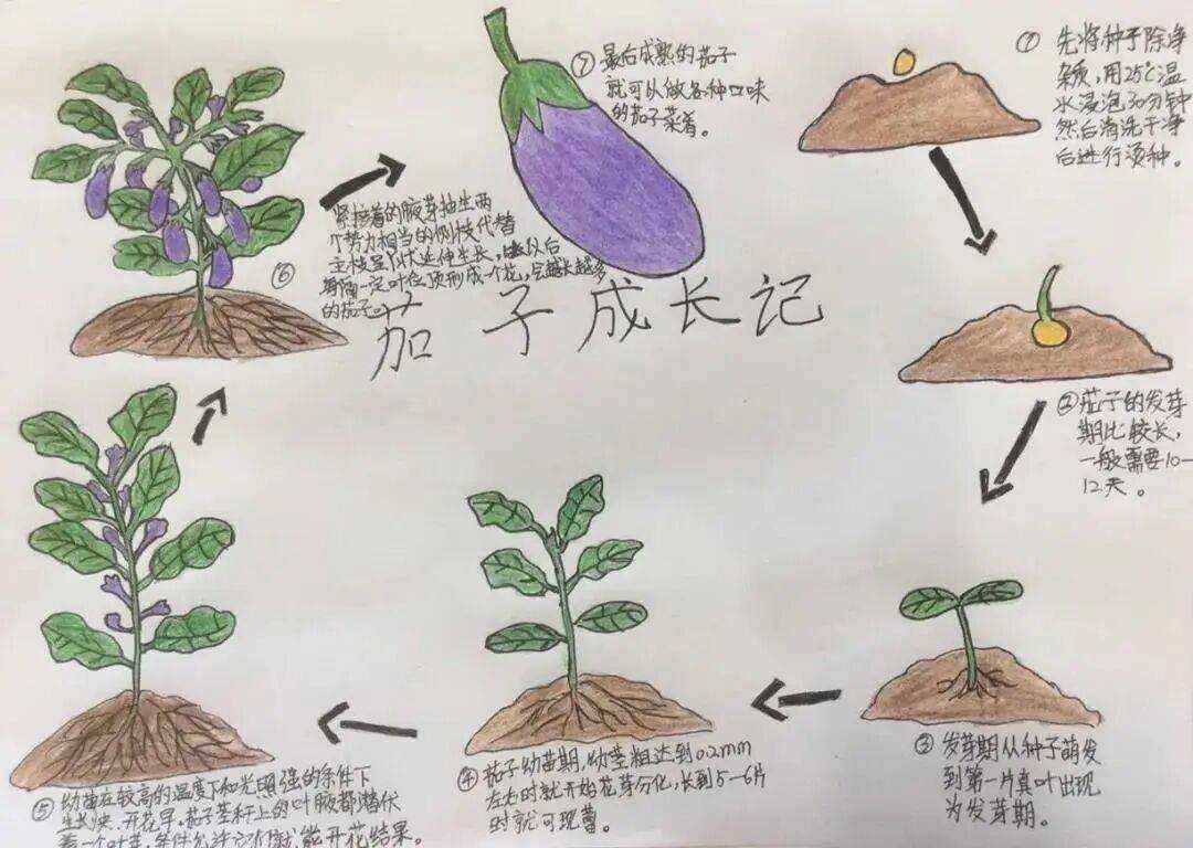 生石花怎样施肥(生石花应该怎么浇水)