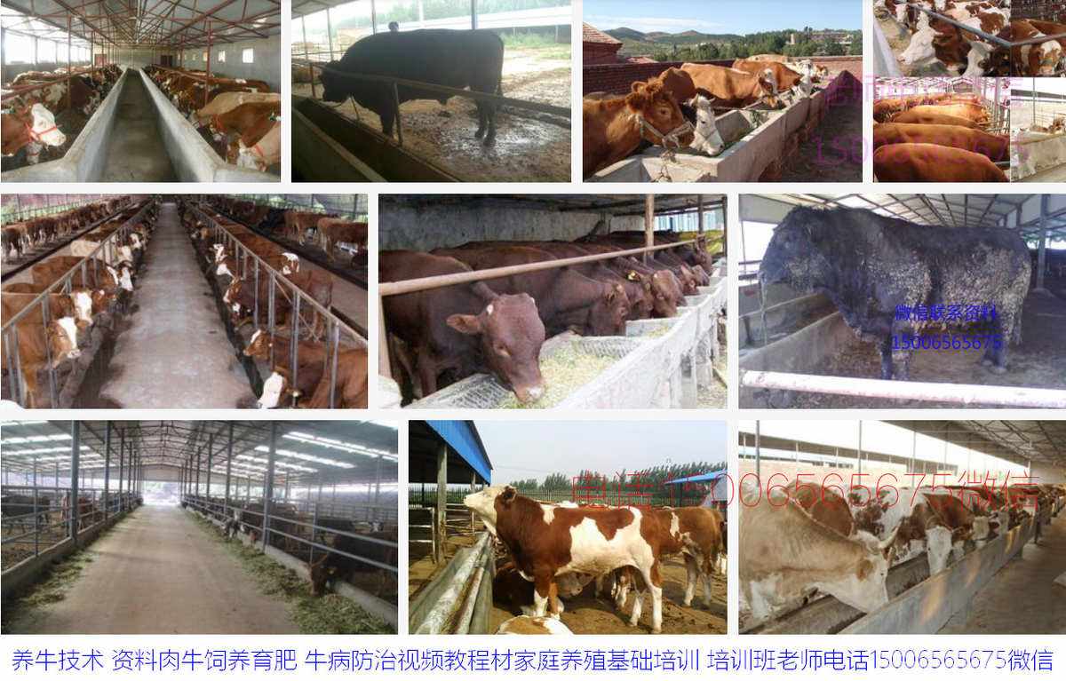 肉牛的科学饲养和管理技术(肉牛的科学饲养和管理技术有哪些)