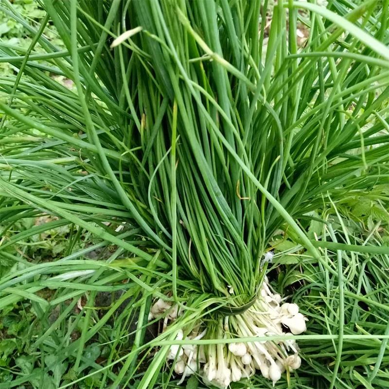 野葱蒜(野葱蒜头怎么腌制好吃)