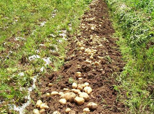 种植土豆用什么肥料(种土豆使用什么肥料好)