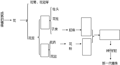 鸢尾繁殖方法(鸢尾的播种方法)