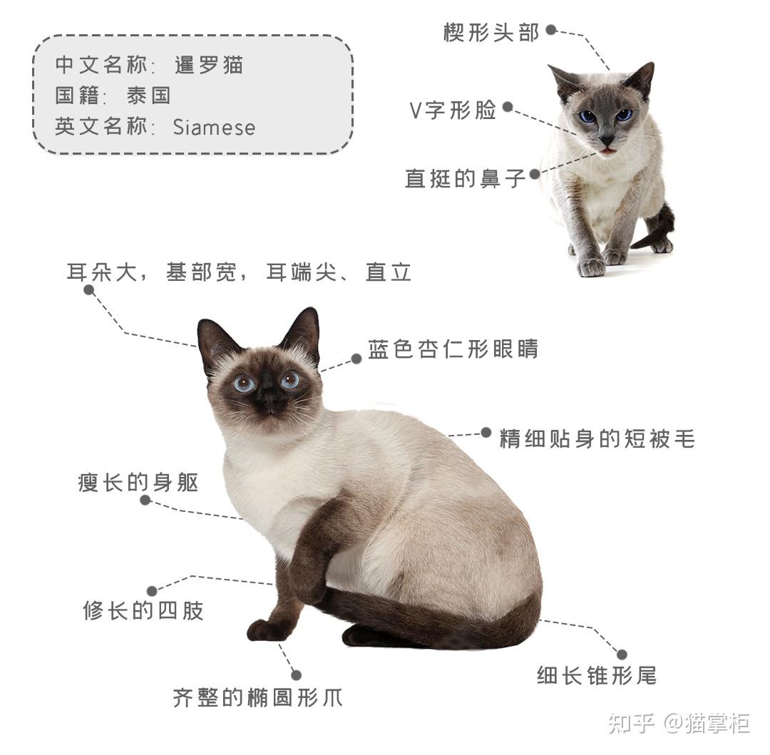 猫选什么品种好(猫选什么品种好看又好养)