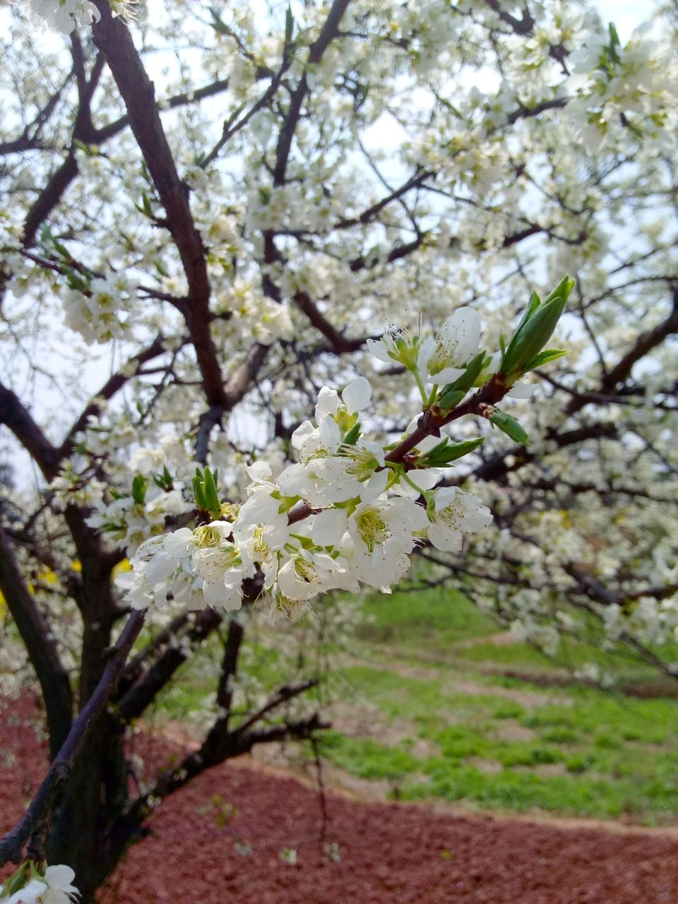 李子树花后管理(李子树花后管理技术)