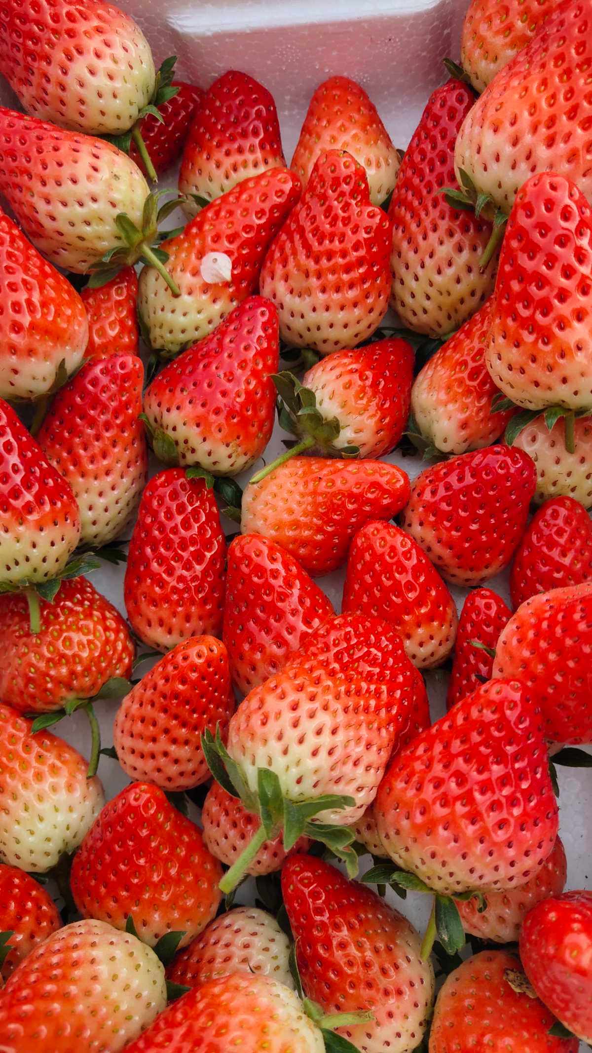 适合北方种植的草莓(草莓什么时候种植最好)