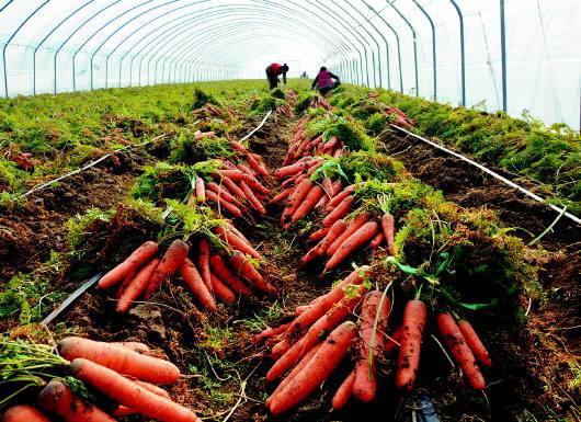 胡萝卜的种植时间和技术(胡萝卜种植时间和生长期)