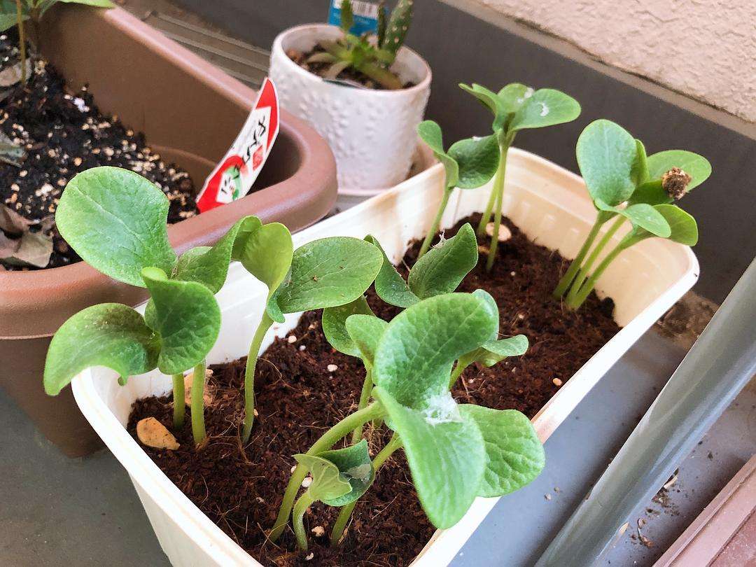 怎样种板栗南瓜(板栗南瓜怎么种植技术视频)