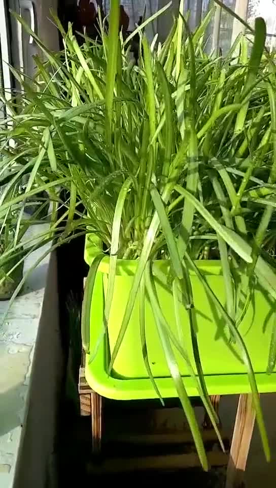 水培韭菜的种植方法和时间视频(水培韭菜的种植方法和时间视频讲解)