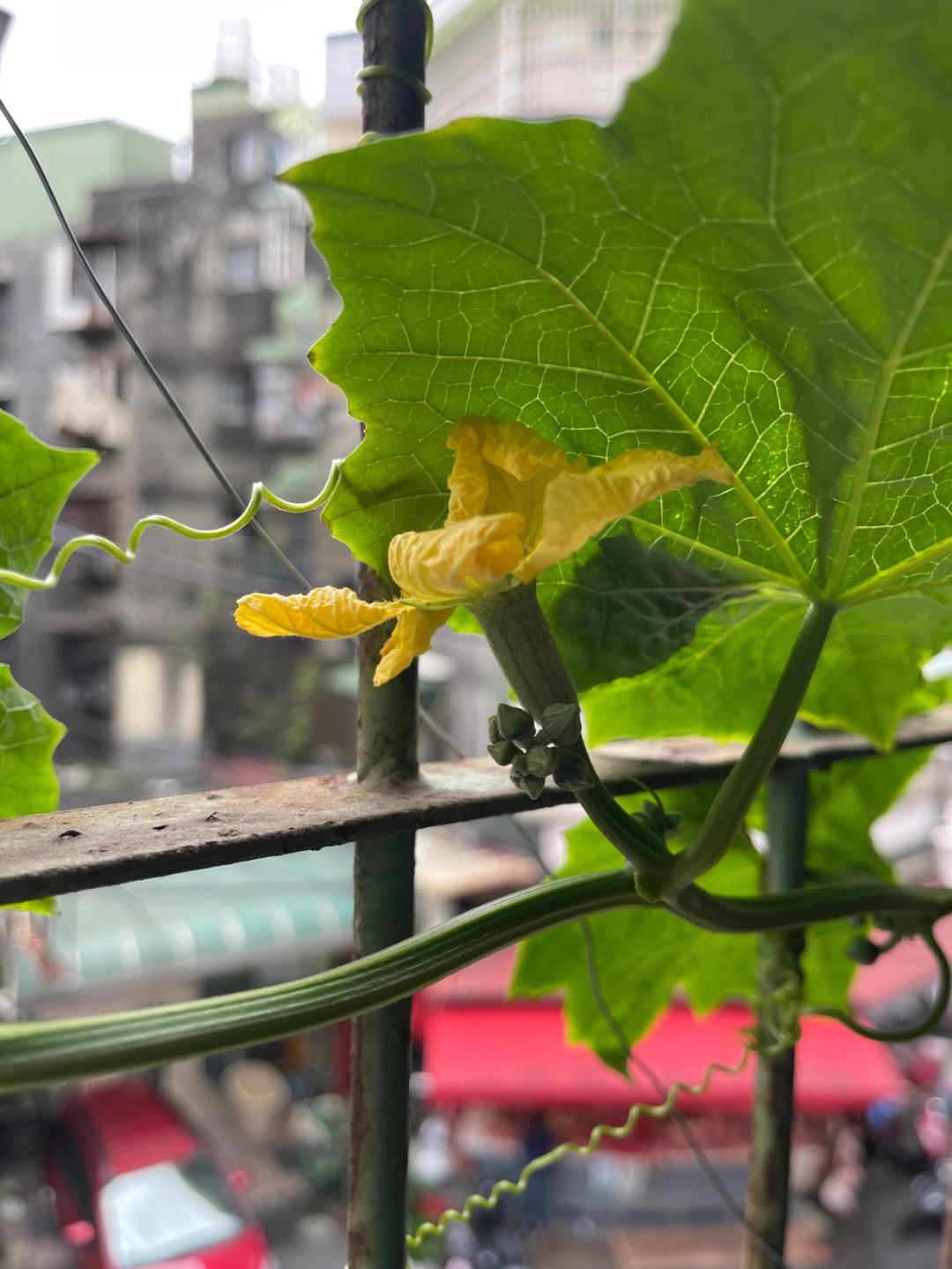 阳台种植丝瓜(阳台种植丝瓜如何牵藤)