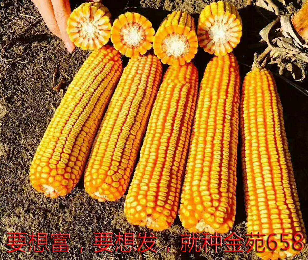 金玉系列玉米种(金玉玉米种怎么样)
