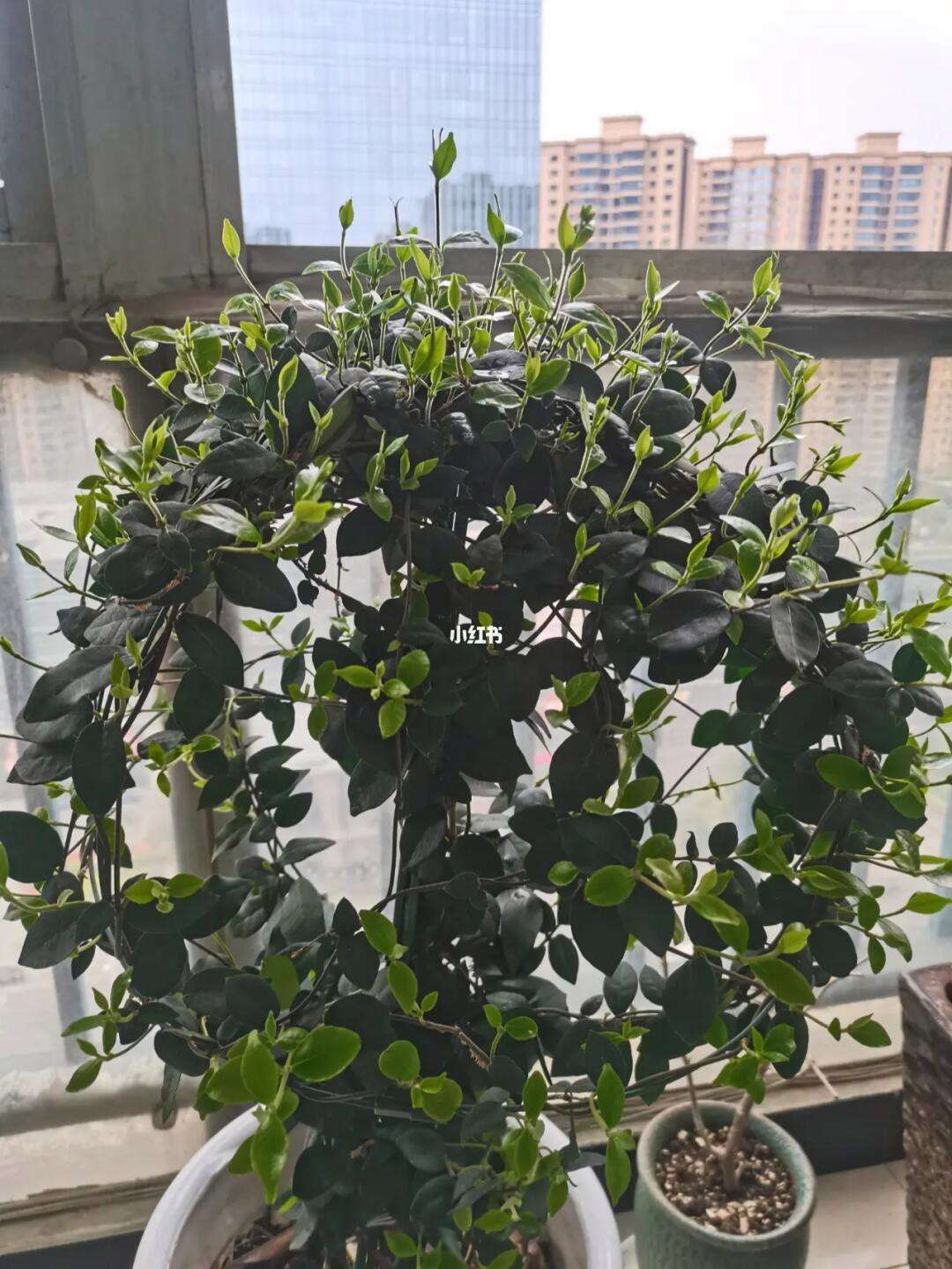 风车茉莉施肥施什么肥(风车茉莉施肥施什么肥好)