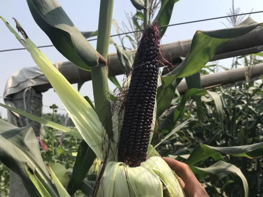 黑玉米种植基地(黑玉米种植基地地址)